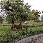 Zurawia Kraina *